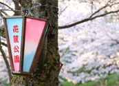 佐山姫公園の桜